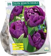 Plantenwinkel Tulipa Dubbel Laat Negrita Double tulpen bloembollen per 20 stuks