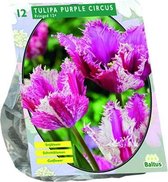 Plantenwinkel Tulipa Purple Circus tulpen bloembollen per 12 stuks