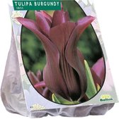 Plantenwinkel Tulipa Burgundy Leliebloemig tulpen bloembollen per 12 stuks