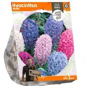 Plantenwinkel Hyacinthus Mixed bloembollen per 3 stuks