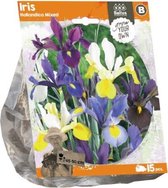 Plantenwinkel Iris Hollandica Mixed bloembollen per 15 stuks