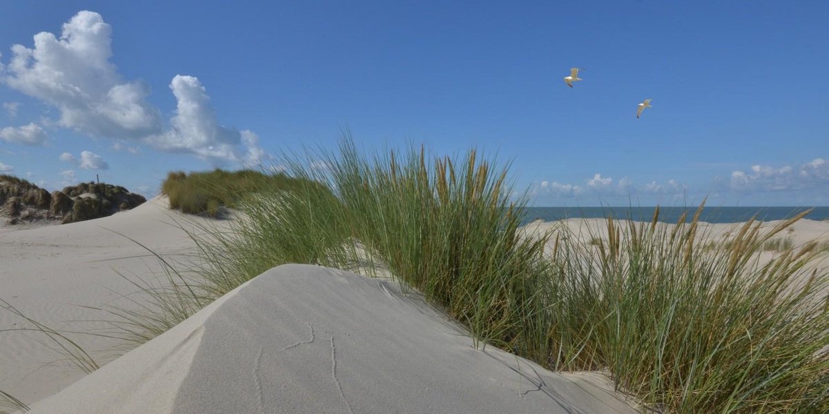 Fotobehang duinen zee en strand Burgh Haamstede 250 x 260 cm - € 175,--