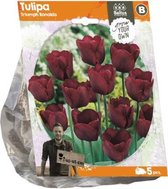 Plantenwinkel Tulipa Triumph Ronaldo tulpen bloembollen per 5 stuks