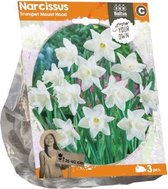 Plantenwinkel Narcissus Trumpet Mount Hood bloembollen per 3 stuks