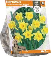 Plantenwinkel Narcissus Trumpet Rijnvelds Early Sensation bloembollen per 3 stuks
