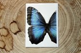 Liljebergs - Dubbele kaart met enveloppe - Blauwe Vlinder