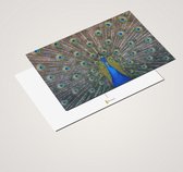 Cadeautip! Vogels - ansichtkaarten set 10x15cm - 24 stuks