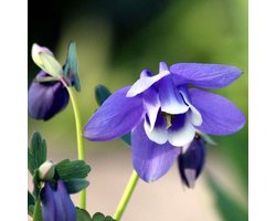 6x Aquilegia flabellata ‘Ministar’ - Akelei - Pot 9x9 cm