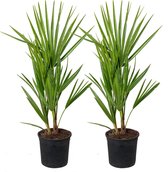 2x Chamaerops Humilis – Europese dwergpalm – Palm – Winterhard - ⌀15 cm - 50-60 cm