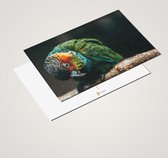 Idée cadeau ! | Set de cartes postales Perruches de Luxe 10x15 cm | 24 pièces