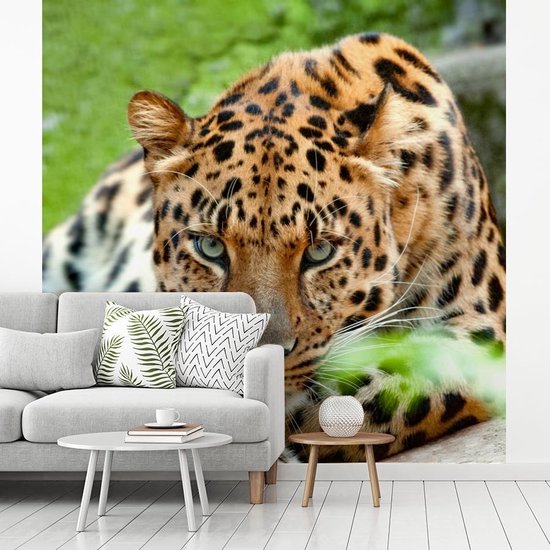 Papier peint - Papiers Papier peint photo Panthère - Chasse - Motifs - Largeur 220 cm x Hauteur 220 cm