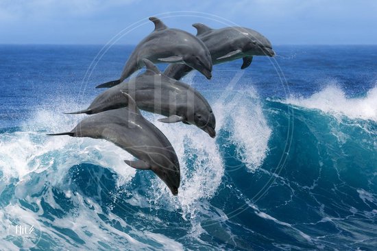 Production néerlandaise complète! Peinture de diamants │ Dauphins 02 │ Taille 120x80 cm │ Forfait Peinture de diamants Adulte │ Flitzz Complète │ Carré │ Complet │ Peinture Peinture de diamants Flitzz