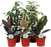 Kamerplanten van Botanicly – 5 × Rubberboom – Hoogte: 55 cm – Ficus elastica