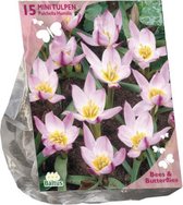 Bees & Butterflies - Tulipa Pulchella Humillis per 15