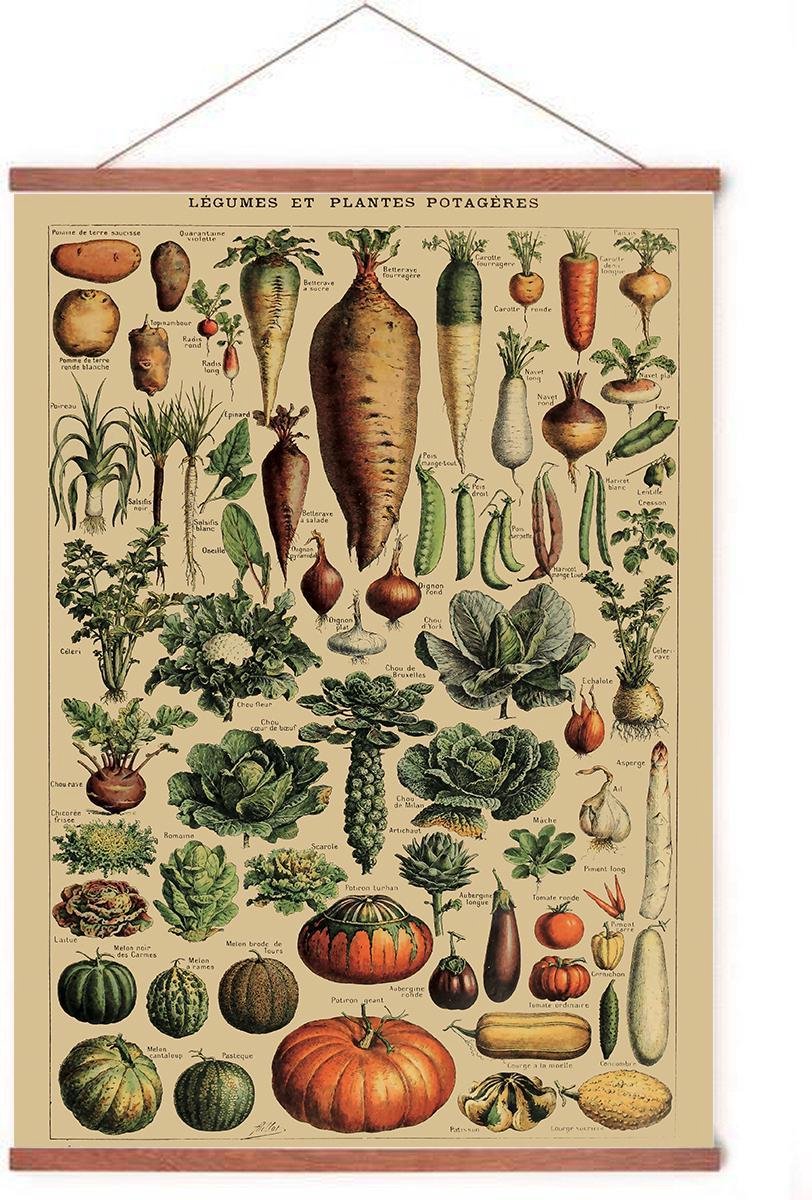 Esque Poster In Posterhanger - Vintage Groenten - Kader Hout - Educatief - 70x50 cm - Planten/Botanisch - Ophangsysteem Vintage groenten met posterhanger