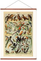 Poster In Posterhanger - Vintage Vogels - Kader Hout - Dieren - Schoolplaat - 70x50 cm - Ophangsysteem