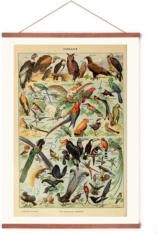 Poster In Poster Hanger - Vogels Vintage - Cadre Bois - Animaux - Affiche Scolaire - 70x50 cm - Système d'accrochage