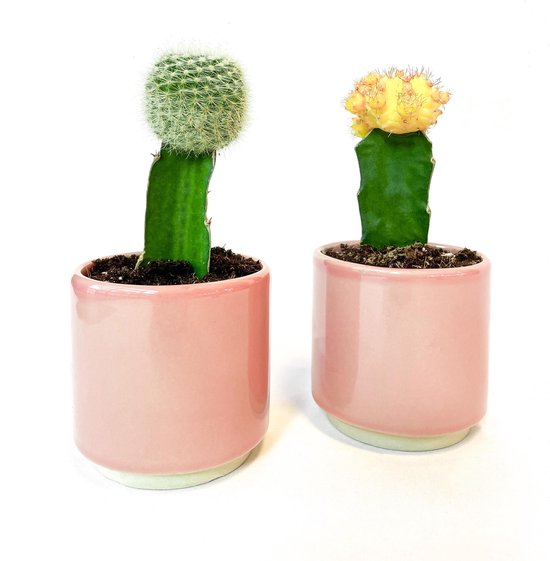 Vegen Moederland een miljoen Mini cactus duo in zacht roze potjes (Trendy, Cadeau, Cute, Chic, Easy,  Kamerplant) | bol.com
