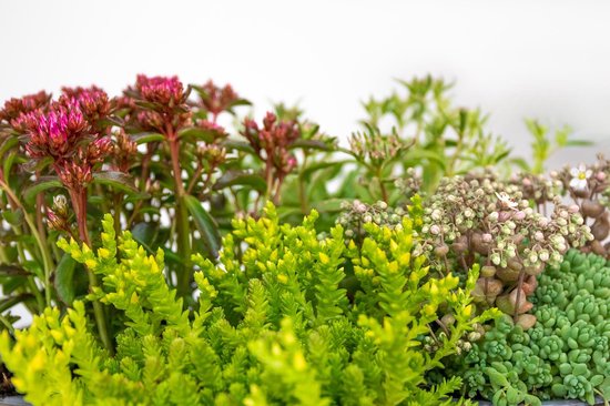 Vaste planten mix per 6 stuks - buitenplant in kwekerspot ⌀14 cm - ↕10-15 cm - Bloomique
