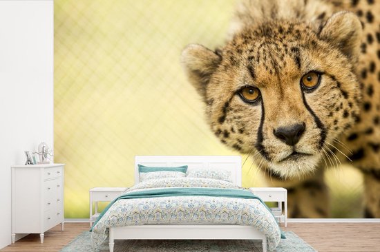 Papier peint - Papier peint photo Léopard - Guépard - Animal - Largeur 330 cm x hauteur 220 cm
