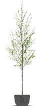 Witte Berk meerstammig | Betula utilis Jacquemontii | Hoogte: 200-250 cm | Meerstammig