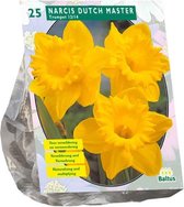 Plantenwinkel Narcissus Trompet Geel bloembollen per 25 stuks