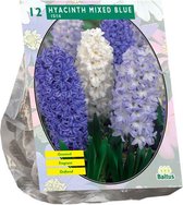 Plantenwinkel Hyacinth Mixed Blue bloembollen per 12 stuks