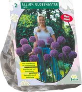 Plantenwinkel Allium Globemaster bloembollen per 2 stuks