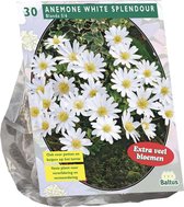 Plantenwinkel Anemone Blanda Wit bloembollen per 30 stuks