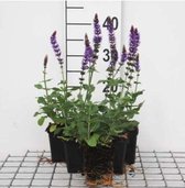 12 x Salvia nemorosa Ostfriesland - Salie in 9x9cm pot
