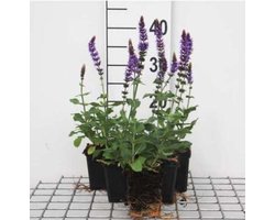12 x Salvia nemorosa Ostfriesland - Salie in 9x9cm pot