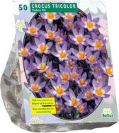 Plantenwinkel Crocus Sieberi Tricolor bloembollen per 50 stuks