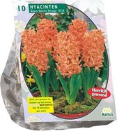 Plantenwinkel Hyacinth Gipsy Queen bloembollen per 10 stuk