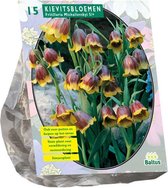 Plantenwinkel Fritillaria Michailovskyi bloembollen per 15 stuks