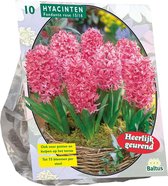 Plantenwinkel Hyacinth Fondante bloembollen per 10 stuks