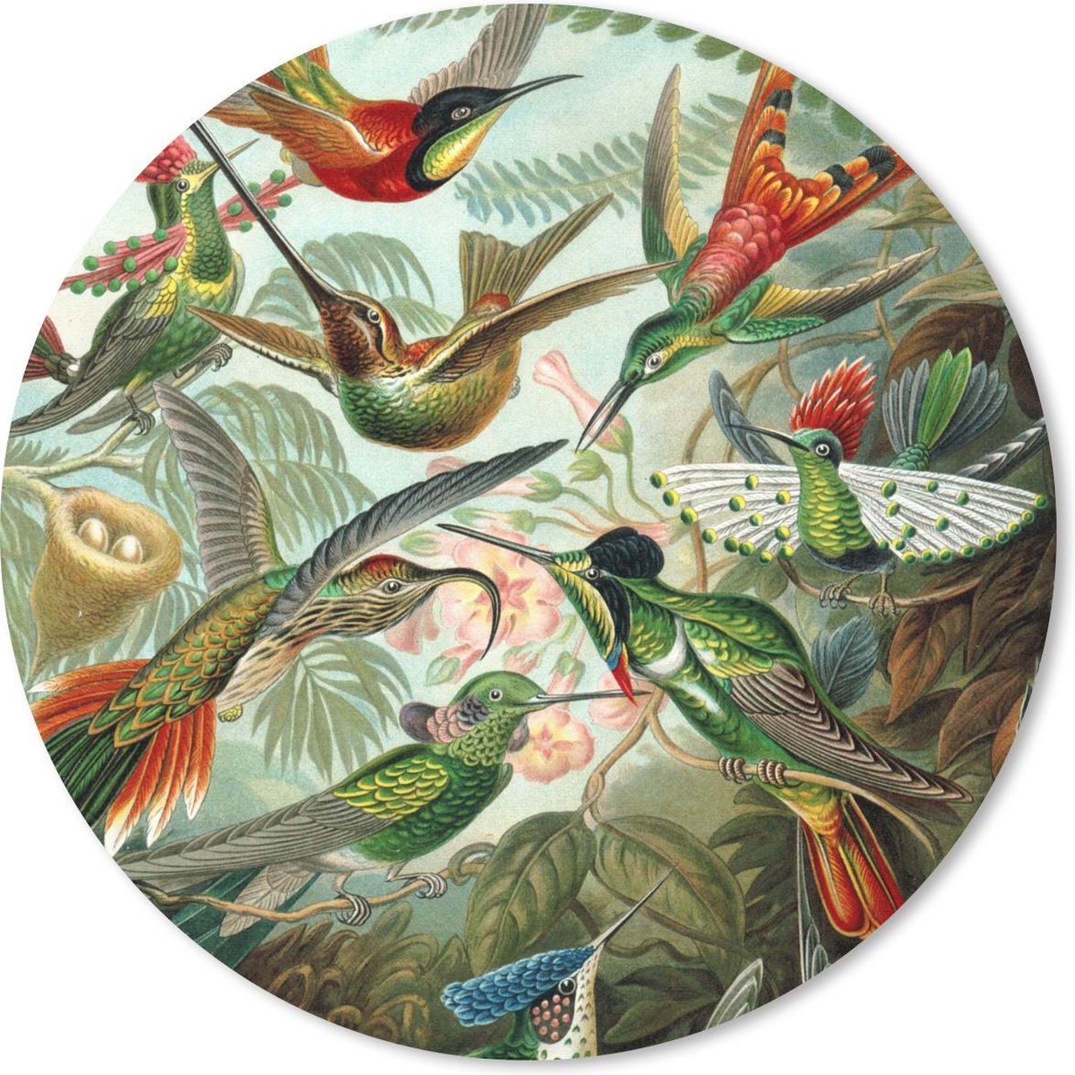 Muismat rond 50x50 cm - Mousepad Trochilidae - Ernst Haeckel - Vogel - Ronde muismatten