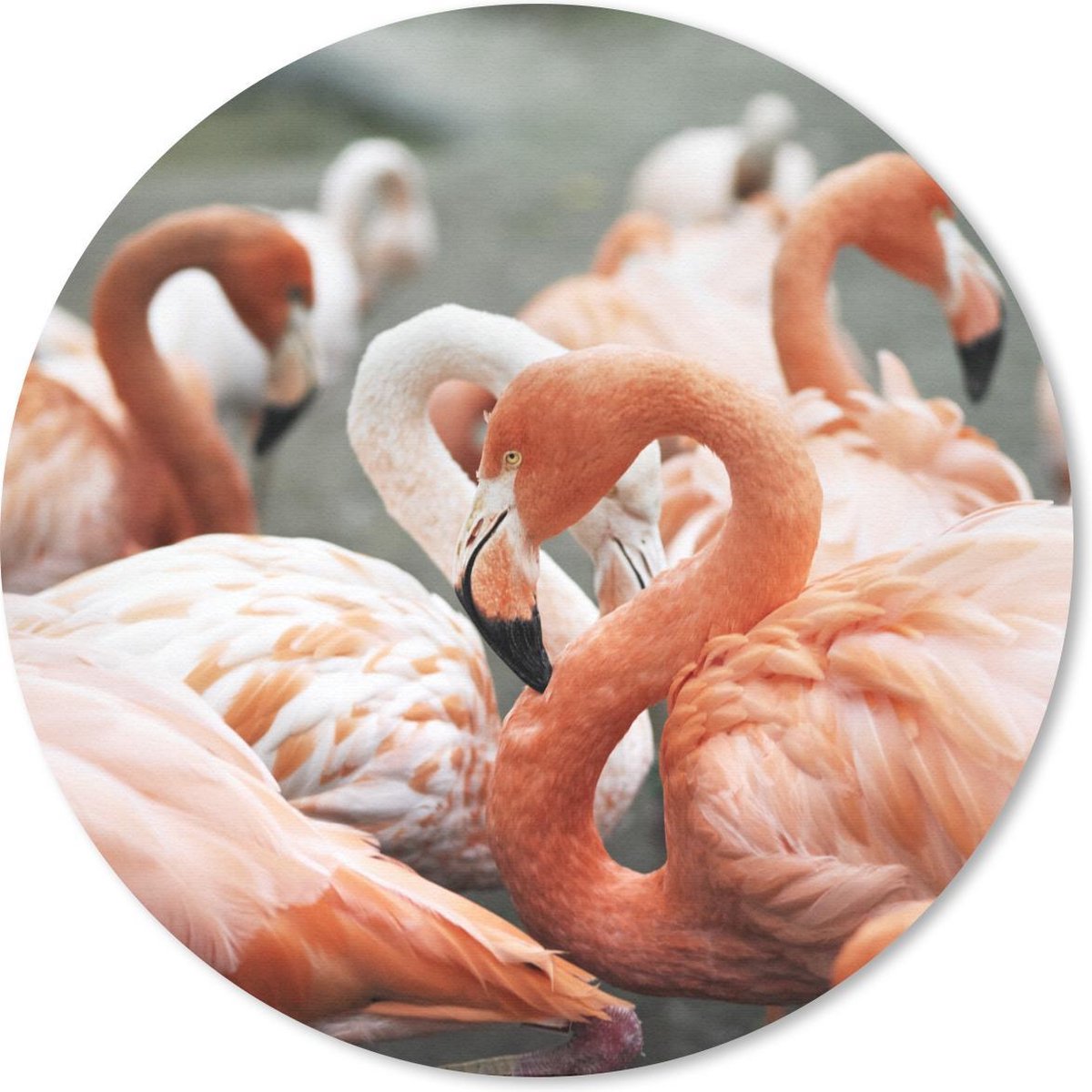 Muismat rond 50x50 cm - Mousepad Group roze Flamingo's op de plassen - Ronde muismatten