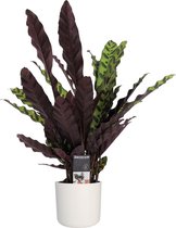 Calathea - plant in pot - Leuke plant en sluit haar bladeren ‘s-nachts - Super luchtzuiverend - Calathea medaillon Ø 14 cm - Hoogte 55 cm (waarvan +/- 40 cm plant en 15 cm pot)