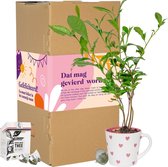 Leukdankje.nl - Gefeliciteerd Giftset - Theeplant Thee-ei - DIY