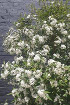 Jonge Kantbastboom | Hoheria sextylosa 'Snow White' | 150-200cm hoogte