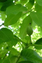 Jonge Roodvruchtige Walnoot boom | Juglans regia 'Red Rief' | 60-80cm hoogte