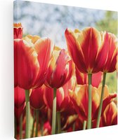 Artaza Canvas Schilderij Oranje Rode Tulpen  - 70x70 - Foto Op Canvas - Canvas Print
