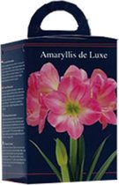 Plantenwinkel Amaryllis in Doos Roze Giftbox 4 kant