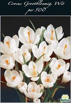 Plantenwinkel Crocus Grootbloemig Wit bloembollen per 500 stuks