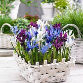 25x Dwergiris - Mix 'Sunshine' -  Blauw-Paars-Wit - 25 bollen - Ø5cm