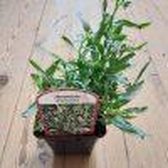 Dragon / Drakenkruid - kruidenplant in 9 cm pot - Artemisia dracunculus