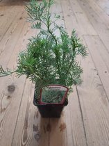 'Colakruid' 'Citroenkruid' in 9 cm pot Artemisia abrotanum