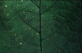 Walljar - Detailed Leaf - Muurdecoratie - Plexiglas schilderij