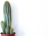 Ikhebeencactus Pilosocereus Magnificus zuilcactus in 17cm pot