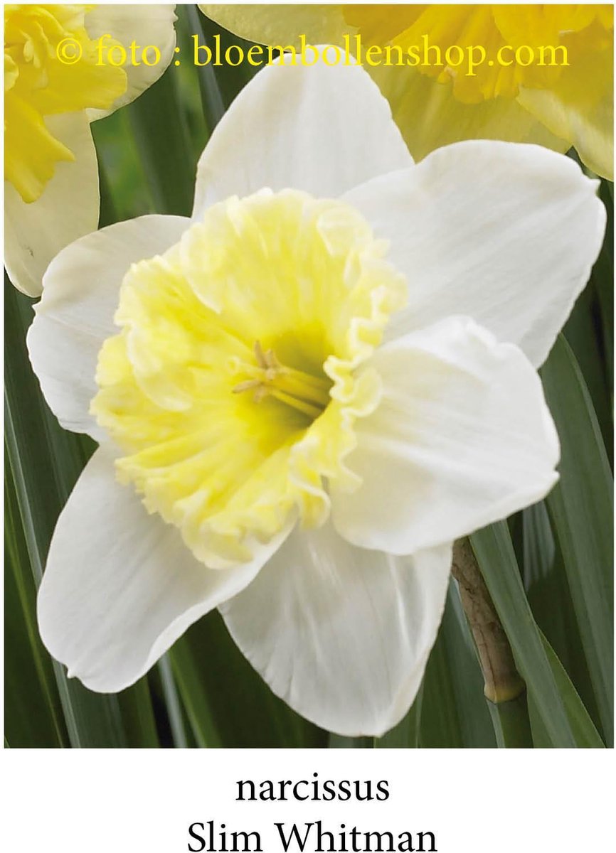 narcis Slim Whitman 25 bollen 13/+ trompetnarcis